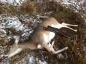 deer.jpg