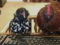 two-cocks-on-webcam.jpg