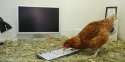 cock-webcam.jpg