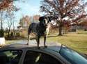 best dog molley.jpg