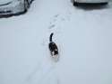 momma kitty in snow.jpg