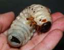 larva.jpg