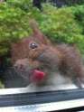 squirrel-licking-glass-23__700.jpg