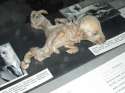 Chernobyl-Nuclear-Disaster-Russia-Fall-Out-Mutant-Animals-670x502.jpg