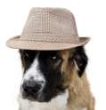 hipster-dog-has-nothing-to-say.jpg