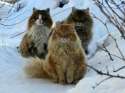 norwegian cats.jpg