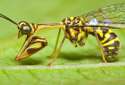 flythingbug.jpg
