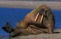 Sassy Walrus.jpg