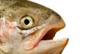 salmon_head.jpg