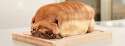 Bread-Pug.jpg
