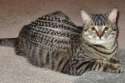 Og+kitty+_a66e8490a62c5d58913d365c0782832c.jpg