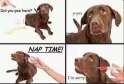 Doggo.png