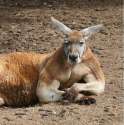 average australian.png