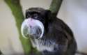 Emperor-Tamarin.jpg