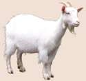 goat fullsize.png