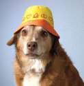 dog hat.jpg