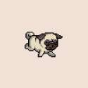 pug.gif