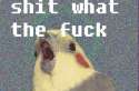 WqoPL.gif