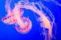 jellyfish1.jpg