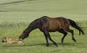 horse re r567890.jpg