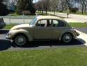 beetle 042016.jpg