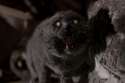 Pets-1.jpg