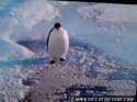 penguin-dive-o.gif