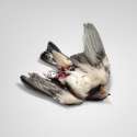 Dead Bird.jpg