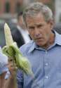 bushcorn.jpg