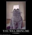 funny-cat-shrubbery-picture.jpg