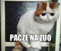 cojazuo.jpg