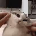 image.gif