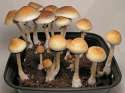 MYCOLOGY.jpg