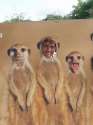 meerkat.jpg