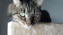 ally_atop_cat_tree-1.jpg