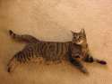 ally_lying_posed_on_carpet.jpg