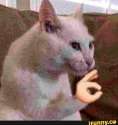 cat.jpg