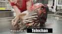 84096-telechan.gif