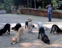 dogs.jpg