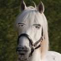 you are INcorrect horse.jpg