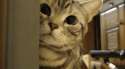 5632424234.gif