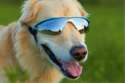 doggles.jpg