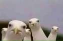 seagulls.jpg