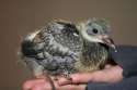 babypigeon.jpg