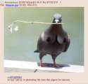 titpigeon.png
