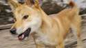 120223125606-dingo-file-horizontal-large-gallery.jpg