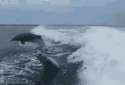 Dolphins.gif