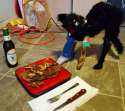 cat dinner.jpg