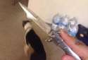 cat knife.jpg