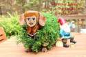 jungle jimmy.jpg